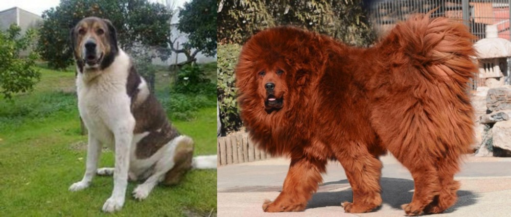 Himalayan Mastiff vs Cao de Gado Transmontano - Breed Comparison