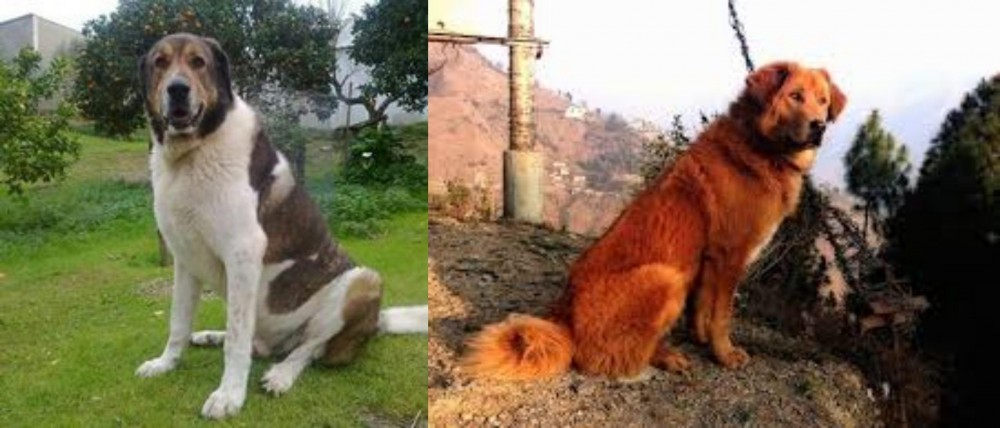 Himalayan Sheepdog vs Cao de Gado Transmontano - Breed Comparison