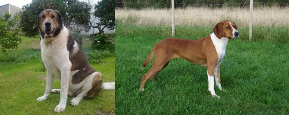Hygenhund vs Cao de Gado Transmontano - Breed Comparison