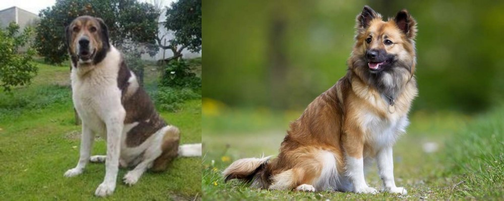 Icelandic Sheepdog vs Cao de Gado Transmontano - Breed Comparison