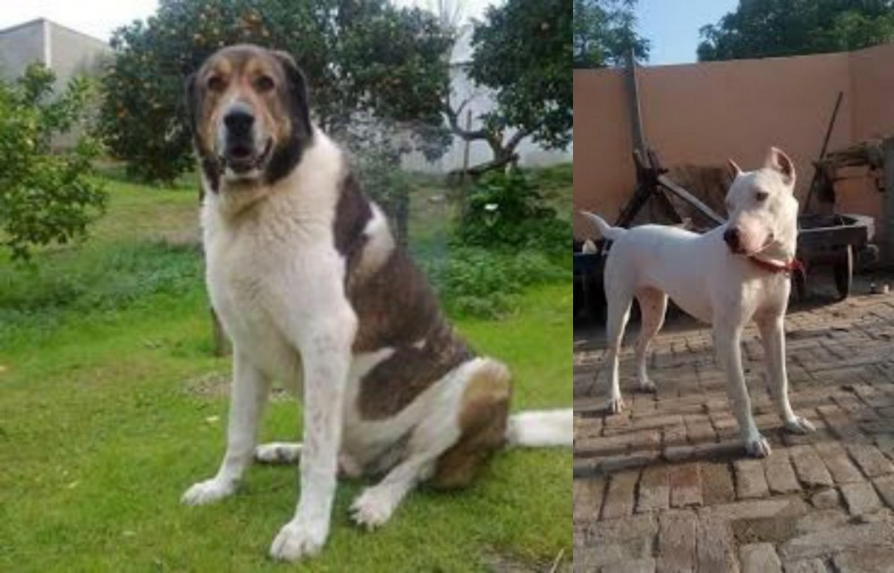Indian Bull Terrier vs Cao de Gado Transmontano - Breed Comparison