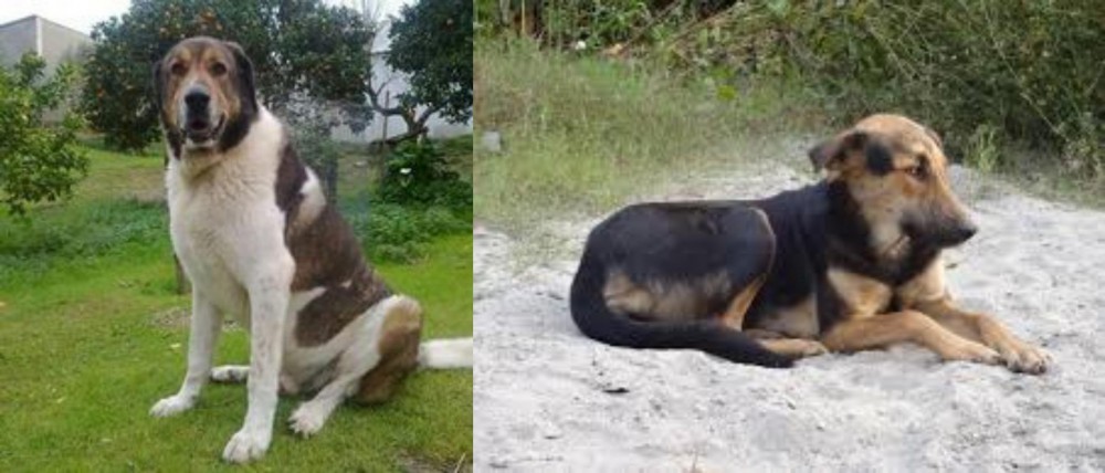 Indian Pariah Dog vs Cao de Gado Transmontano - Breed Comparison
