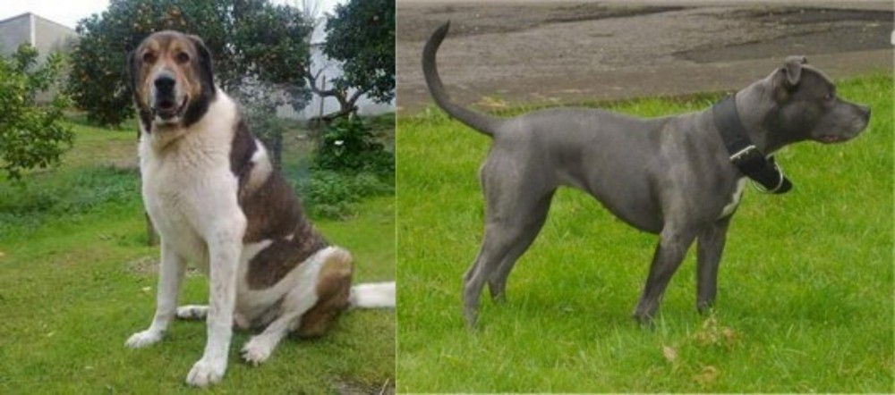 Irish Bull Terrier vs Cao de Gado Transmontano - Breed Comparison