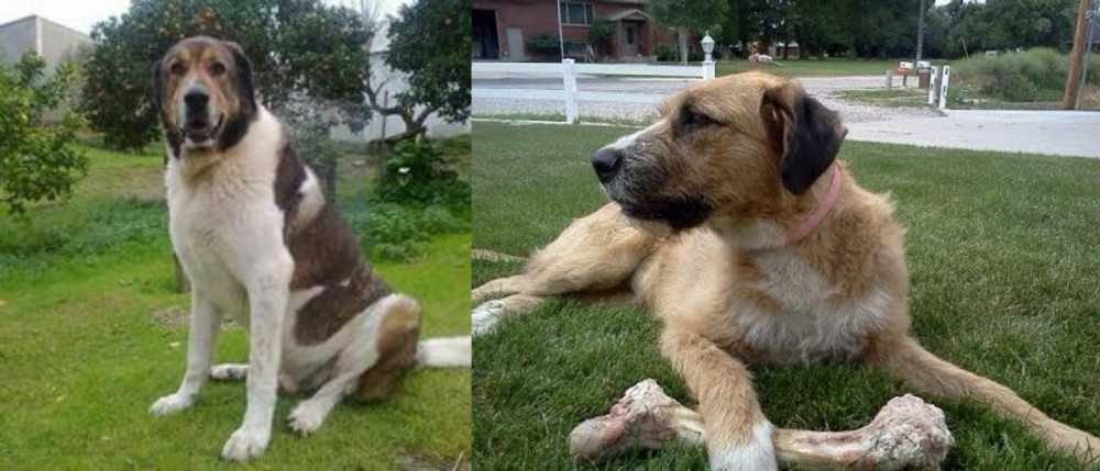 Irish Mastiff Hound vs Cao de Gado Transmontano - Breed Comparison