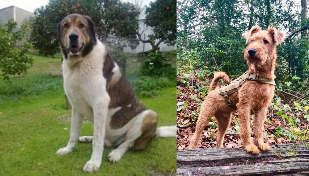 Irish Terrier vs Cao de Gado Transmontano - Breed Comparison
