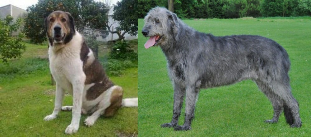 Irish Wolfhound vs Cao de Gado Transmontano - Breed Comparison