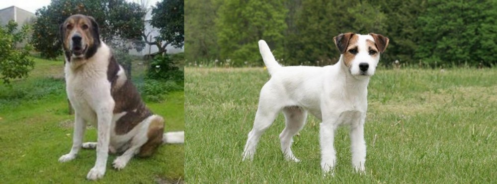 Jack Russell Terrier vs Cao de Gado Transmontano - Breed Comparison