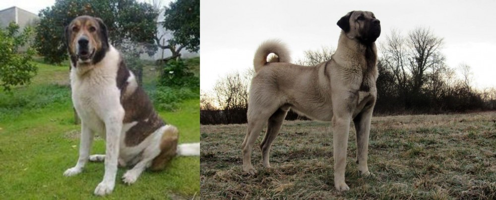 Kangal Dog vs Cao de Gado Transmontano - Breed Comparison