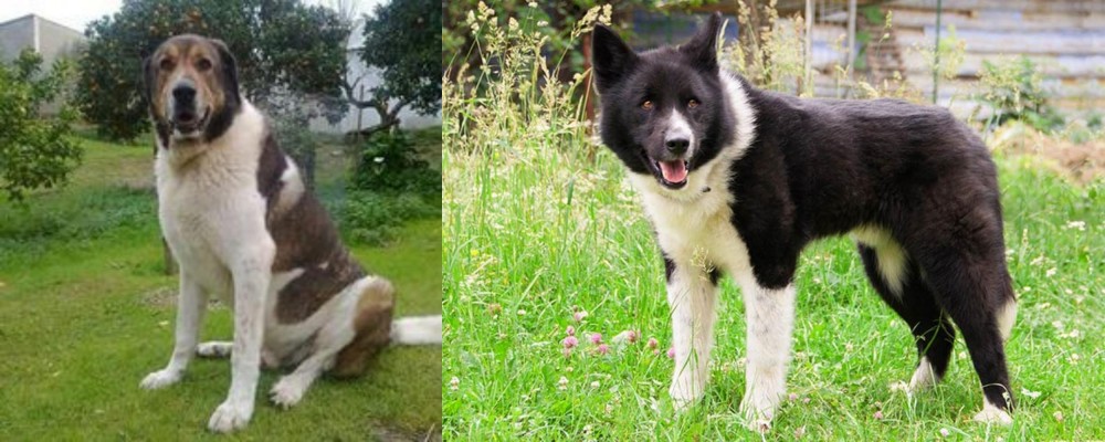 Karelian Bear Dog vs Cao de Gado Transmontano - Breed Comparison