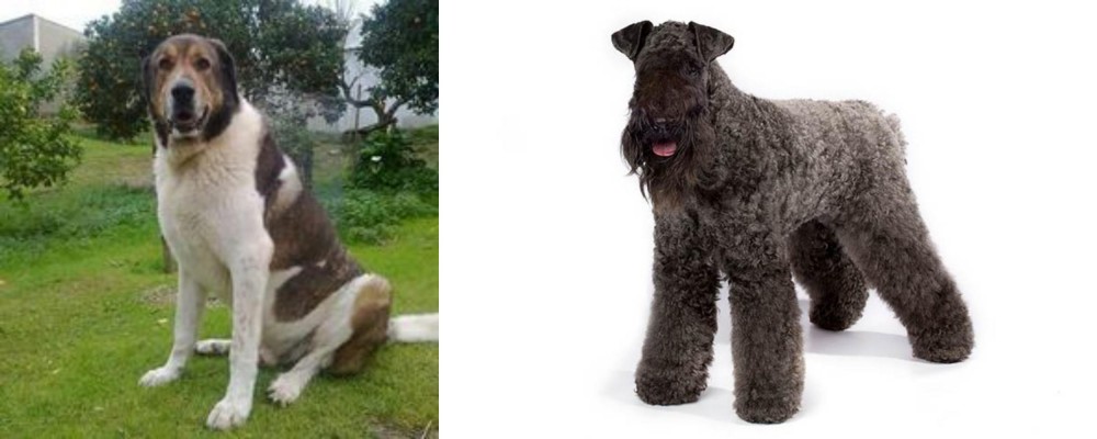 Kerry Blue Terrier vs Cao de Gado Transmontano - Breed Comparison