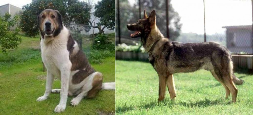 Kunming Dog vs Cao de Gado Transmontano - Breed Comparison