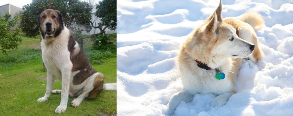 Labrador Husky vs Cao de Gado Transmontano - Breed Comparison