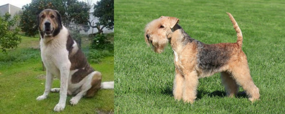 Lakeland Terrier vs Cao de Gado Transmontano - Breed Comparison