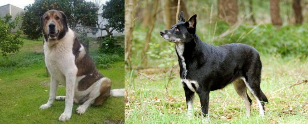 Lapponian Herder vs Cao de Gado Transmontano - Breed Comparison
