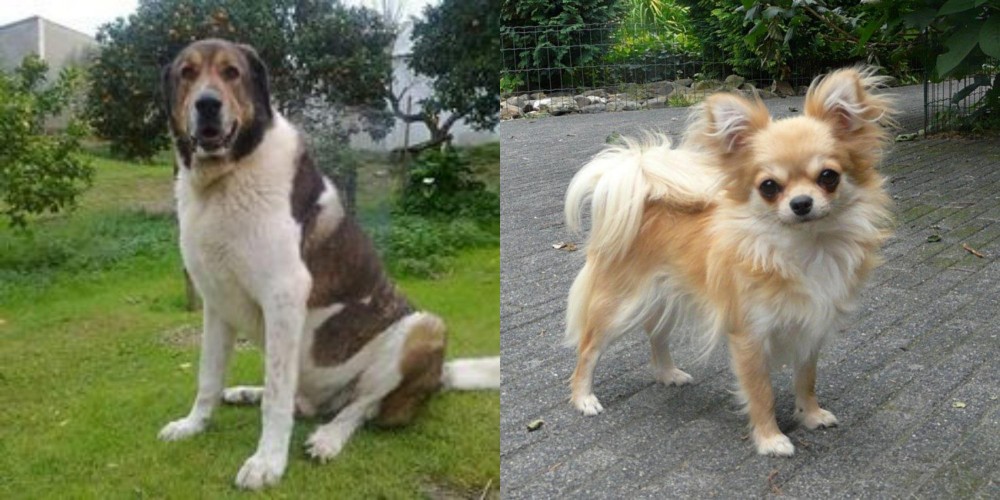 Long Haired Chihuahua vs Cao de Gado Transmontano - Breed Comparison