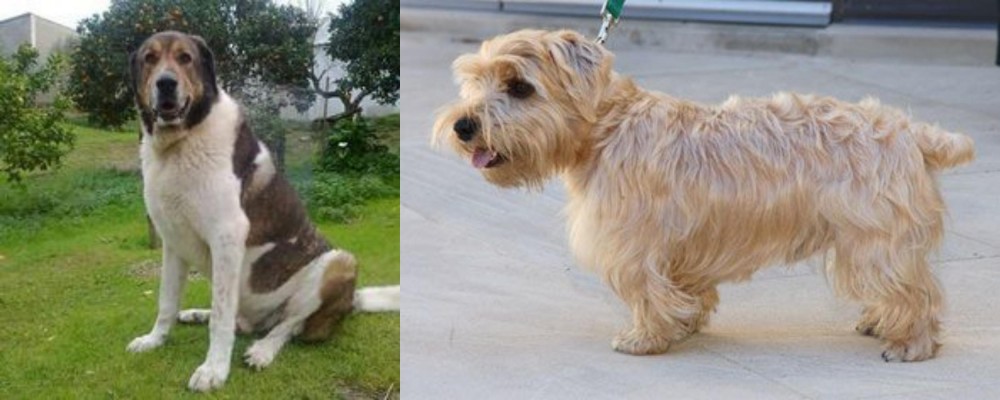Lucas Terrier vs Cao de Gado Transmontano - Breed Comparison