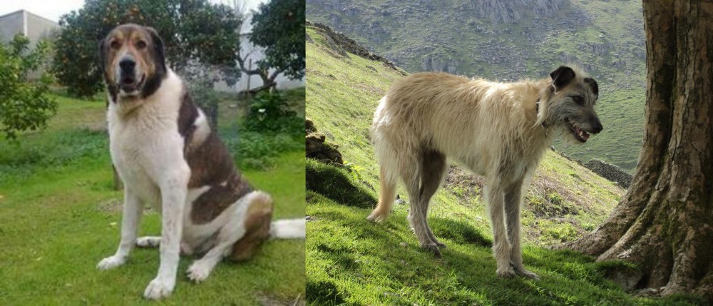 Lurcher vs Cao de Gado Transmontano - Breed Comparison