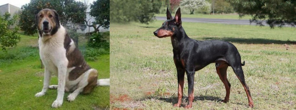 Manchester Terrier vs Cao de Gado Transmontano - Breed Comparison