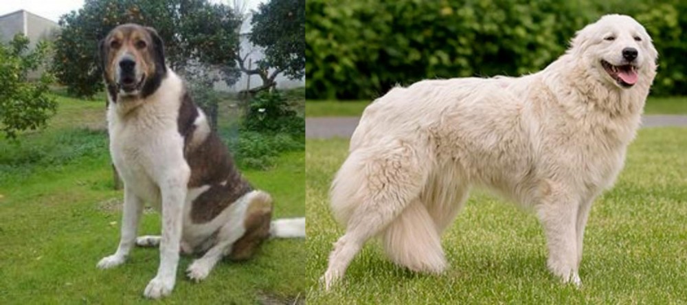 Maremma Sheepdog vs Cao de Gado Transmontano - Breed Comparison
