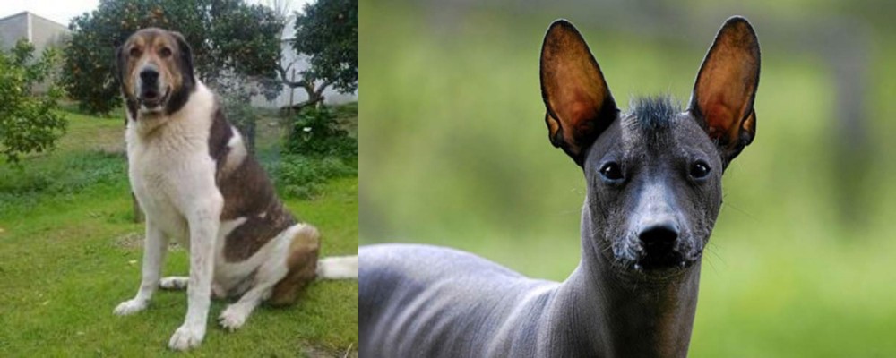 Mexican Hairless vs Cao de Gado Transmontano - Breed Comparison