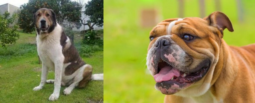 Miniature English Bulldog vs Cao de Gado Transmontano - Breed Comparison