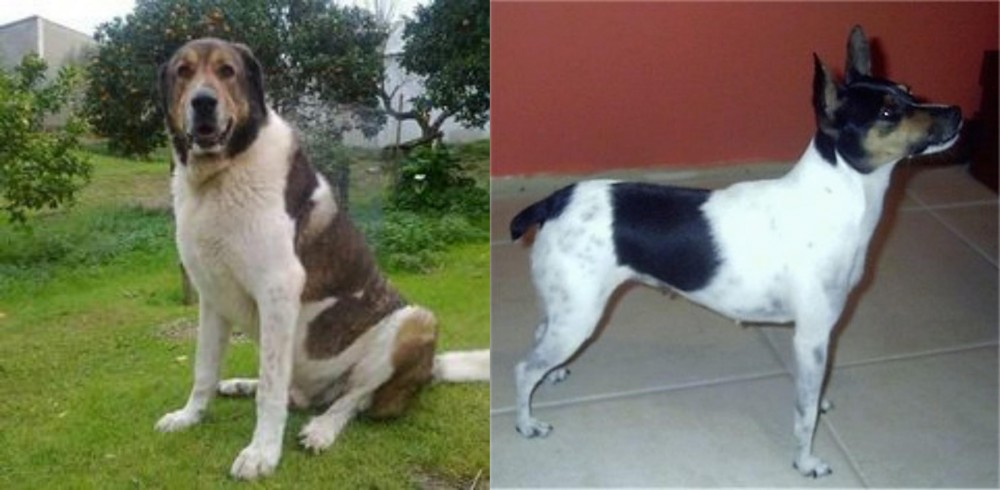Miniature Fox Terrier vs Cao de Gado Transmontano - Breed Comparison