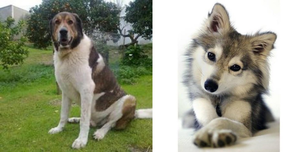 Miniature Siberian Husky vs Cao de Gado Transmontano - Breed Comparison