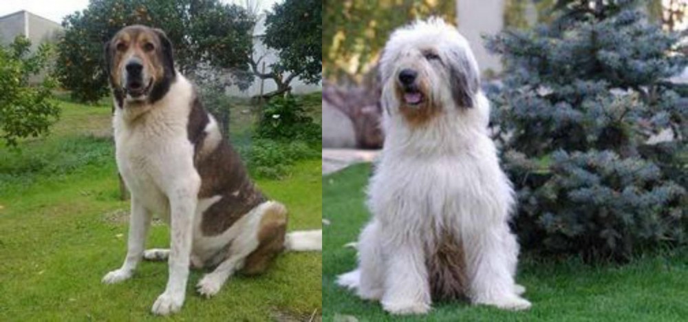 Mioritic Sheepdog vs Cao de Gado Transmontano - Breed Comparison