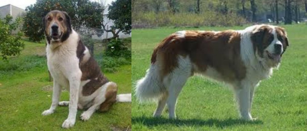 Moscow Watchdog vs Cao de Gado Transmontano - Breed Comparison