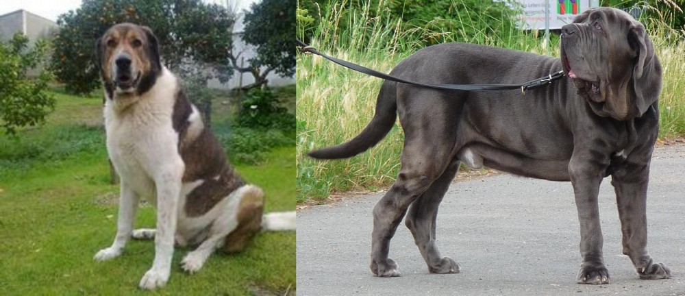 Neapolitan Mastiff vs Cao de Gado Transmontano - Breed Comparison