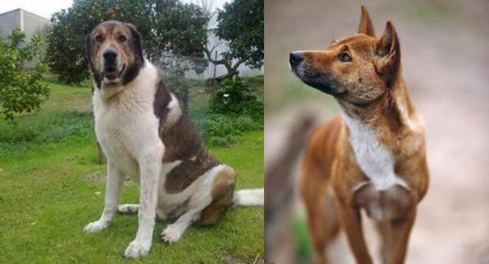New Guinea Singing Dog vs Cao de Gado Transmontano - Breed Comparison
