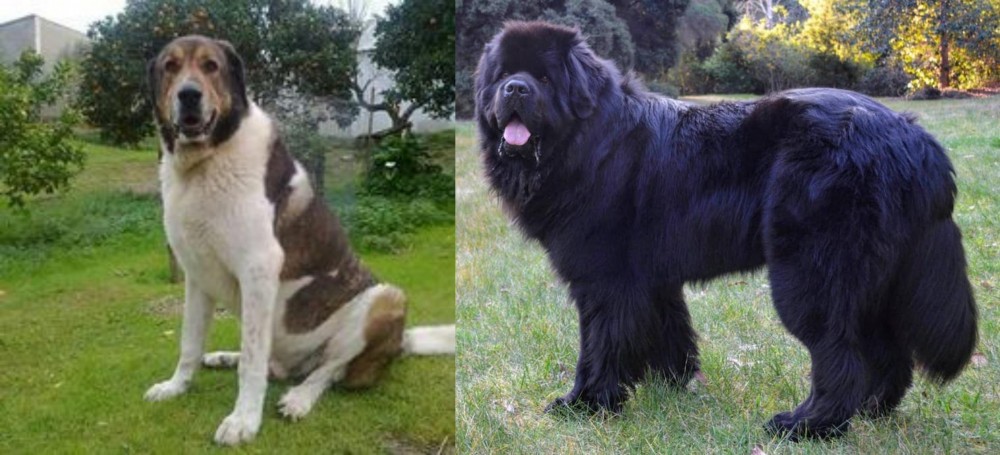Newfoundland Dog vs Cao de Gado Transmontano - Breed Comparison