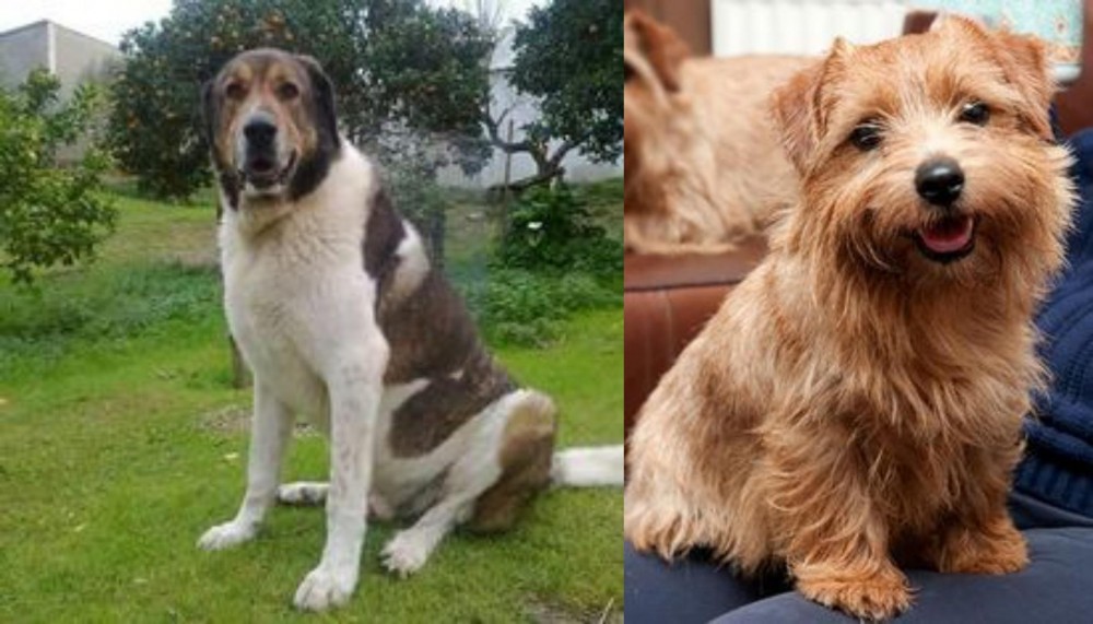 Norfolk Terrier vs Cao de Gado Transmontano - Breed Comparison