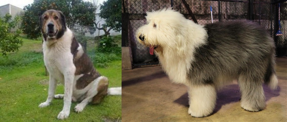 Old English Sheepdog vs Cao de Gado Transmontano - Breed Comparison