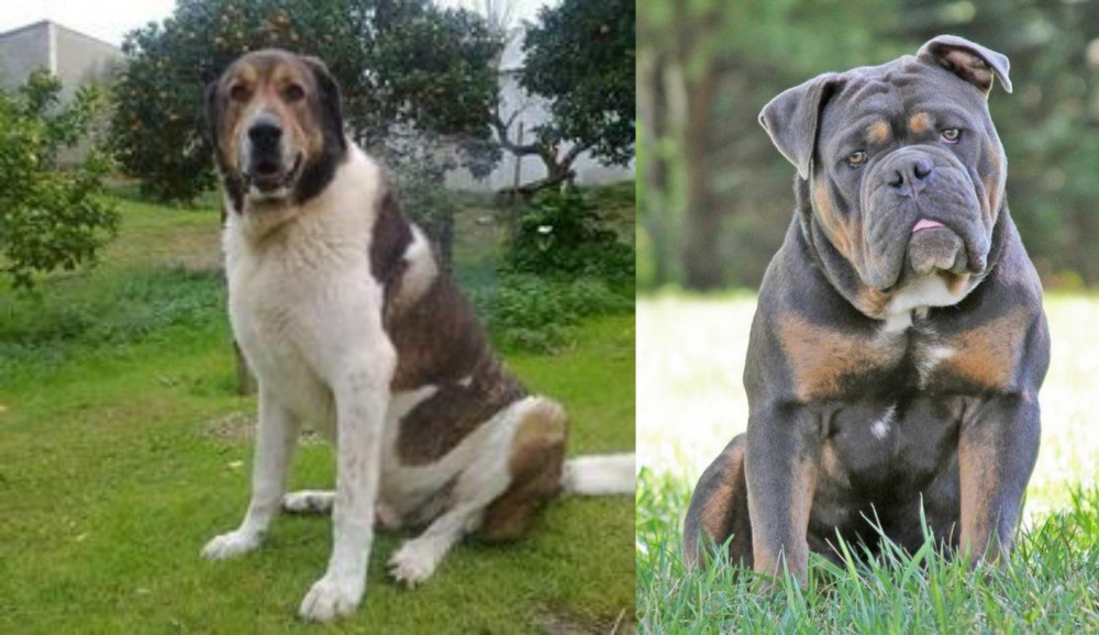 Olde English Bulldogge vs Cao de Gado Transmontano - Breed Comparison