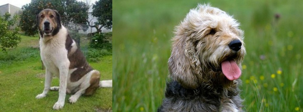 Otterhound vs Cao de Gado Transmontano - Breed Comparison