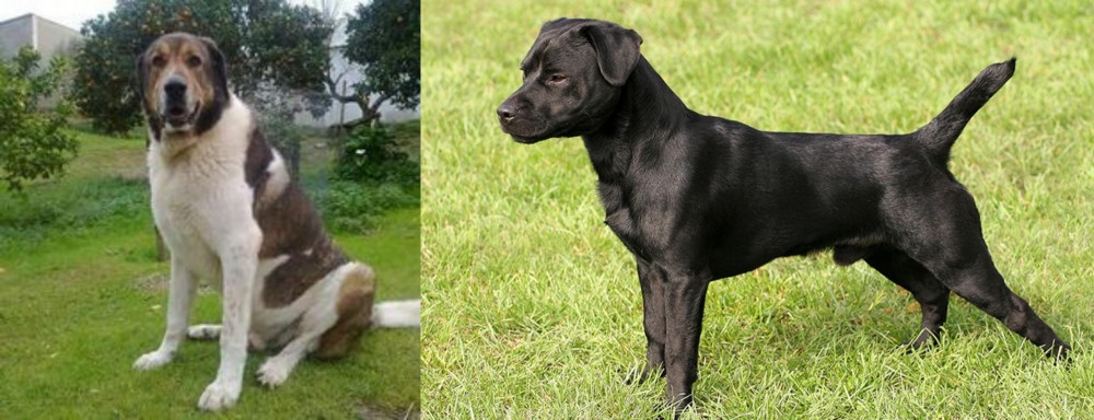 Patterdale Terrier vs Cao de Gado Transmontano - Breed Comparison
