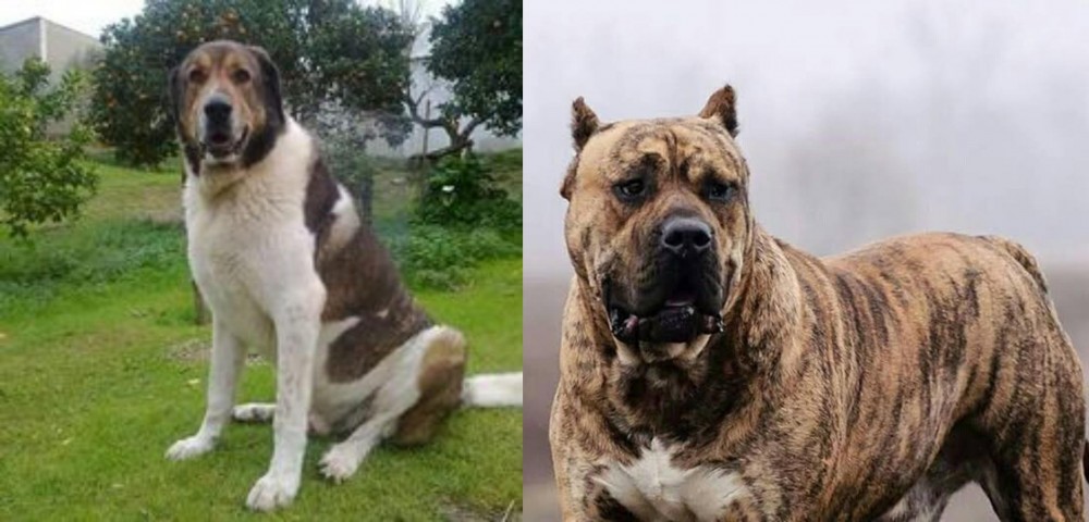 Perro de Presa Canario vs Cao de Gado Transmontano - Breed Comparison