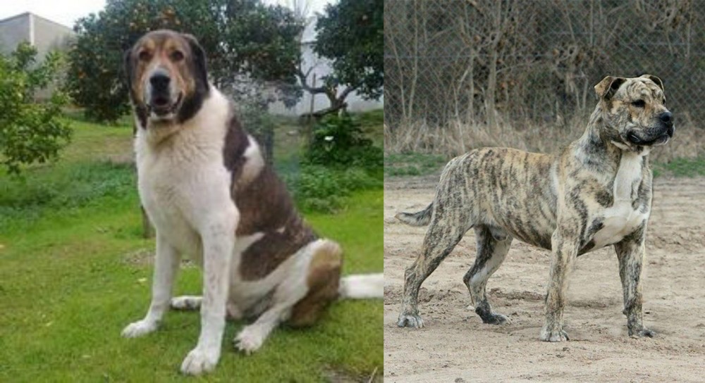 Perro de Presa Mallorquin vs Cao de Gado Transmontano - Breed Comparison