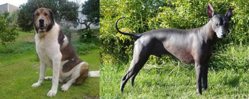 Peruvian Hairless vs Cao de Gado Transmontano - Breed Comparison