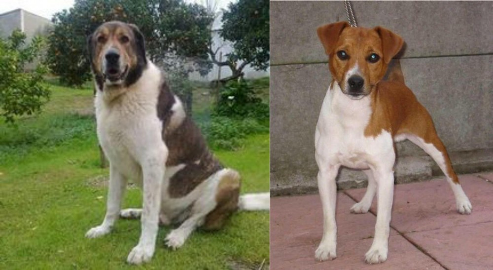 Plummer Terrier vs Cao de Gado Transmontano - Breed Comparison