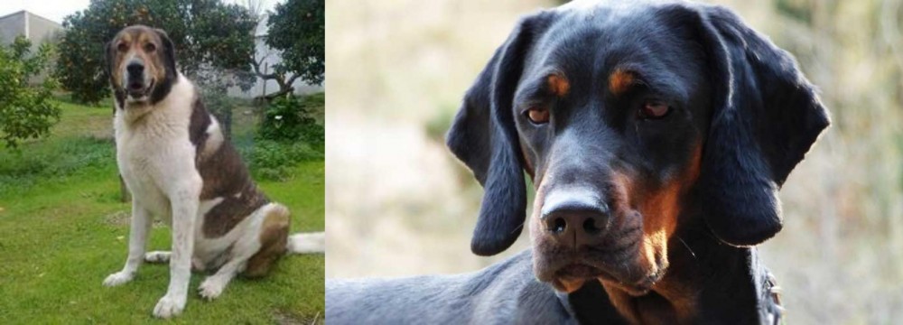 Polish Hunting Dog vs Cao de Gado Transmontano - Breed Comparison