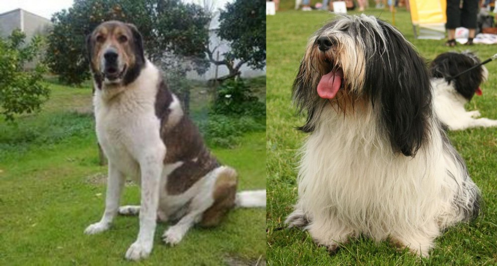 Polish Lowland Sheepdog vs Cao de Gado Transmontano - Breed Comparison