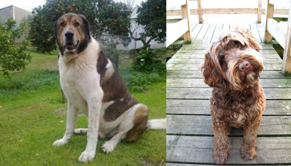 Portuguese Water Dog vs Cao de Gado Transmontano - Breed Comparison