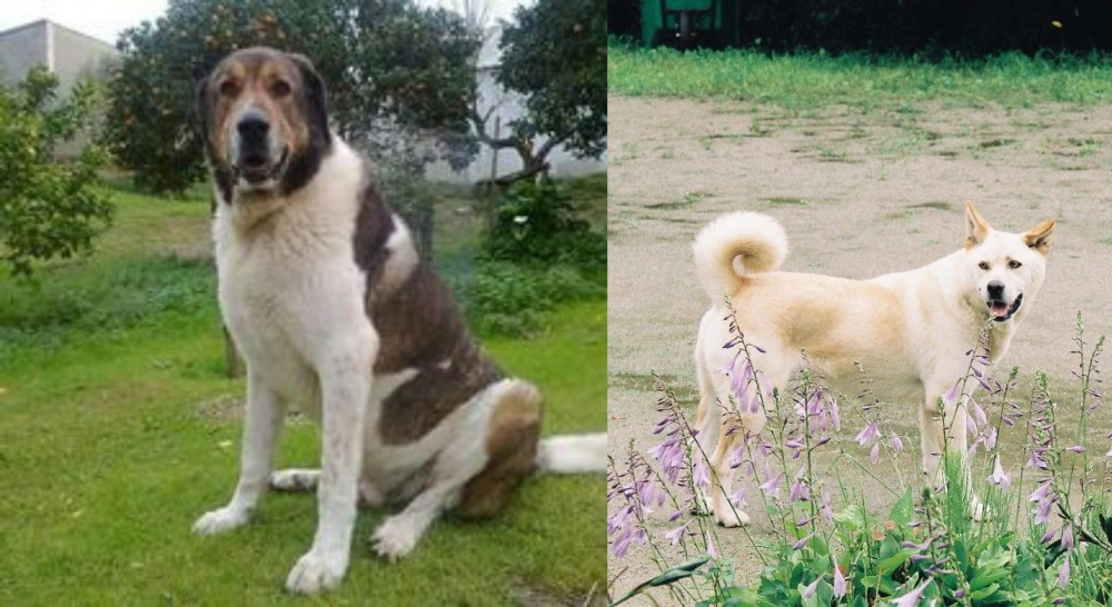 Pungsan Dog vs Cao de Gado Transmontano - Breed Comparison
