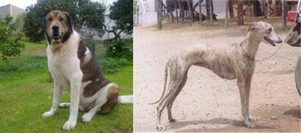 Rampur Greyhound vs Cao de Gado Transmontano - Breed Comparison