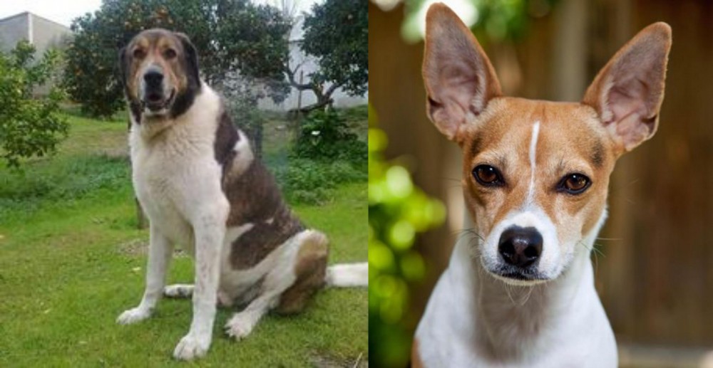 Rat Terrier vs Cao de Gado Transmontano - Breed Comparison