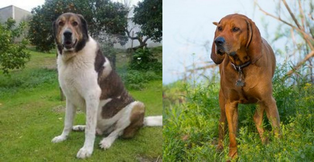 Redbone Coonhound vs Cao de Gado Transmontano - Breed Comparison