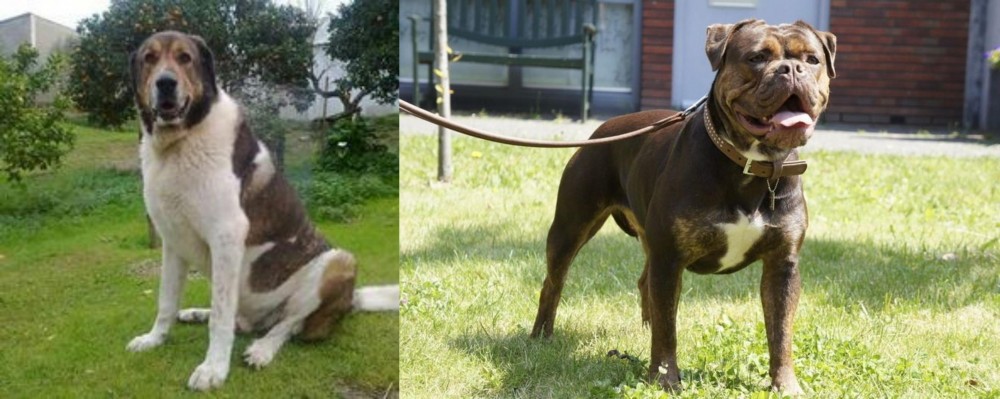 Renascence Bulldogge vs Cao de Gado Transmontano - Breed Comparison