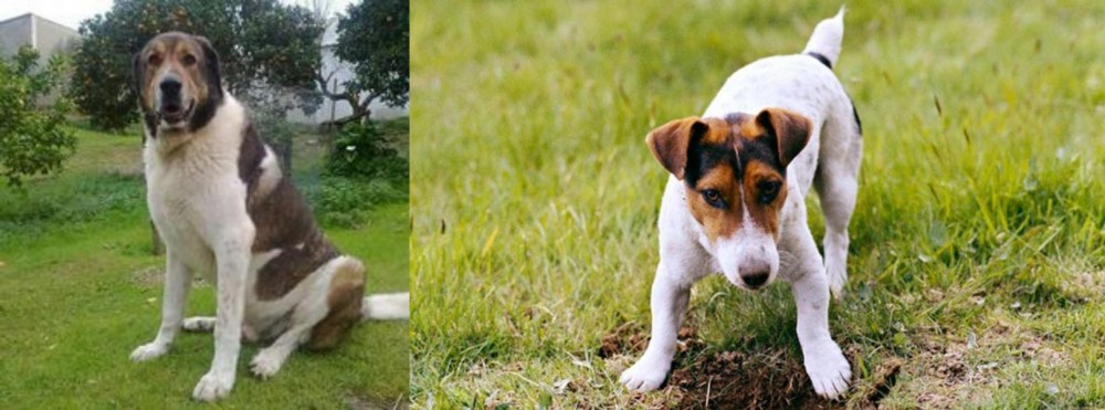 Russell Terrier vs Cao de Gado Transmontano - Breed Comparison